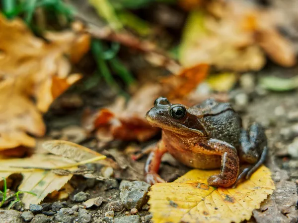 eine Kröte im Herbstlaub